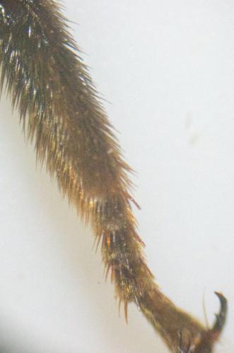 Bombus sp.